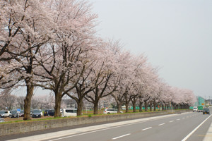 千谷工業団地内の桜1