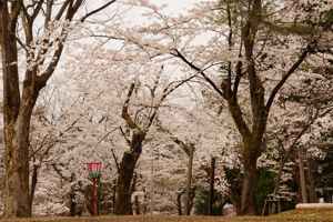 昼の船岡公園の画像1