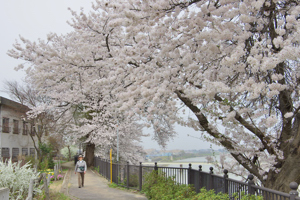 日吉ヒューマンロードの桜2