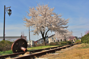 ぽっぽの里の桜3