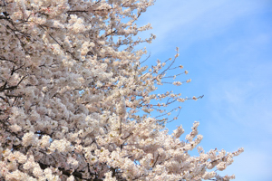 三仏生百塚の桜2