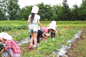 イチゴ狩りをする園児の画像