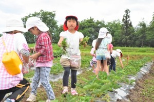 草むしりをする園児の画像