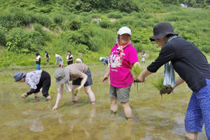 田植えをする参加者の画像3