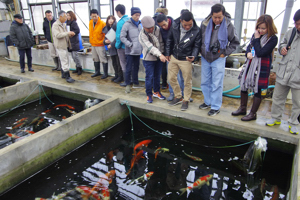 生産施設で錦鯉を観察するベトナム人養鯉業者たちの画像①