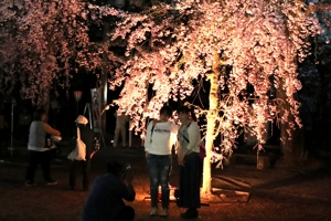 夜桜の下で写真を撮る来場者の画像