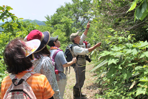 案内人から植物の説明を受けている画像