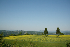 山本山の菜の花の全景の画像