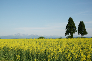 菜の花と越後三山の画像