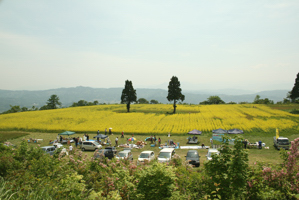 菜の花フェスティバル全景の画像