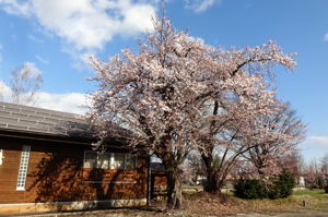 城内ぽっぽの里の桜の画像