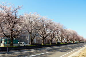 千谷工業団地内の桜1