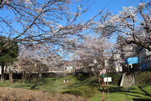 船岡公園の桜の画像