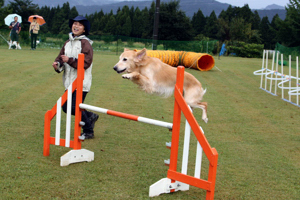 障害物を越える犬の画像