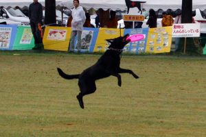 フリスビーをくわえる犬の画像