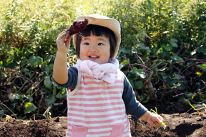 さつまいも堀りをする子どもの画像