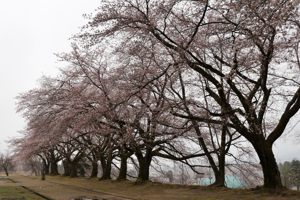 片貝中学校の桜の画像