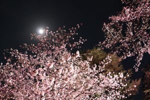 船岡山のぼんぼり点灯時の桜の画像