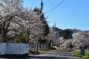 時水清掃工場前の桜の画像