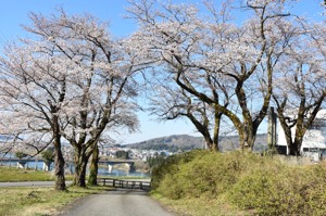 山本山貯水池の桜の画像