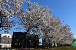 小千谷中学校の桜の画像