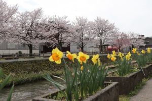 越後おぢや農協裏の桜の画像