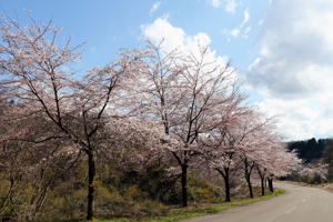 山本山千本桜の画像