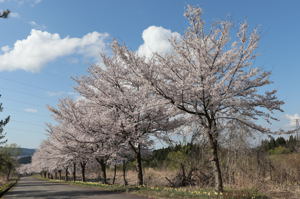 山本山千本桜の画像