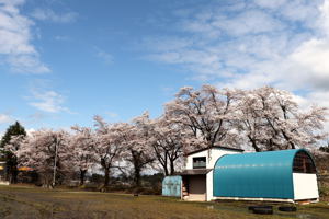 旧真人小学校の桜の画像