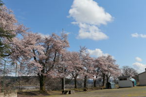 旧真人小学校の桜の画像