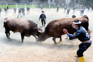 綱を外して戦う牛の画像