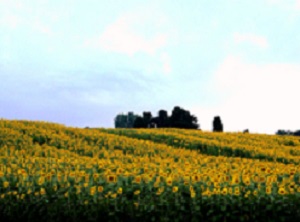 山本山高原の画像