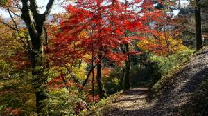 船岡公園　紅葉