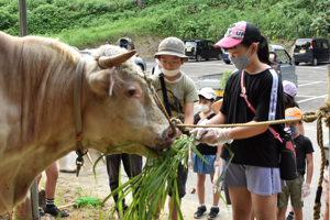 牛太郎に餌をやる児童の画像