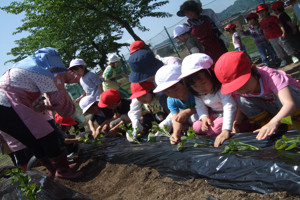 園児が苗を植える画像