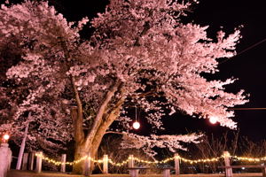 市内各所の桜の開花状況（4月18日） - 小千谷市ホームページ