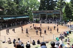 牛の角突き初場所の会場の様子の画像