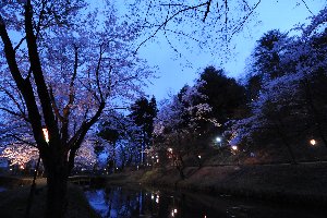 ライトアップされた船岡公園の桜の画像4