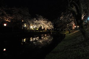 ライトアップされた船岡公園の桜の画像5