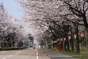 千谷工業団地の桜の画像3