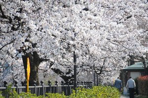 日吉の桜の画像4