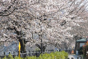 日吉ヒューマンロードの桜の画像1