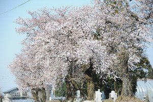 三仏生百塚の桜の画像1