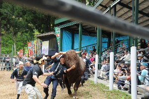 牛を押さえる勢子の画像