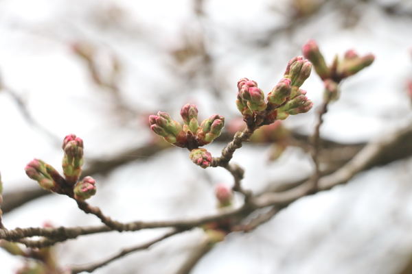 ぽっぽの里公園の桜のつぼみの画像