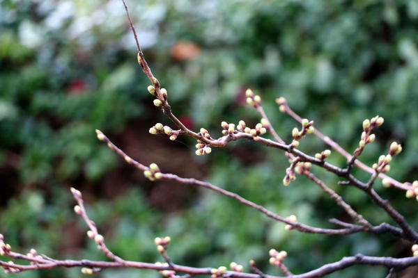 ぽっぽの里公園の桜のつぼみの画像