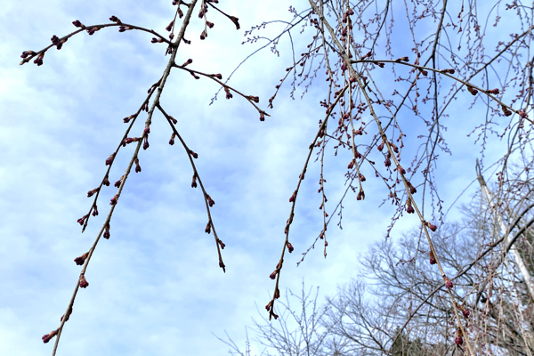 船岡公園の桜のつぼみの画像