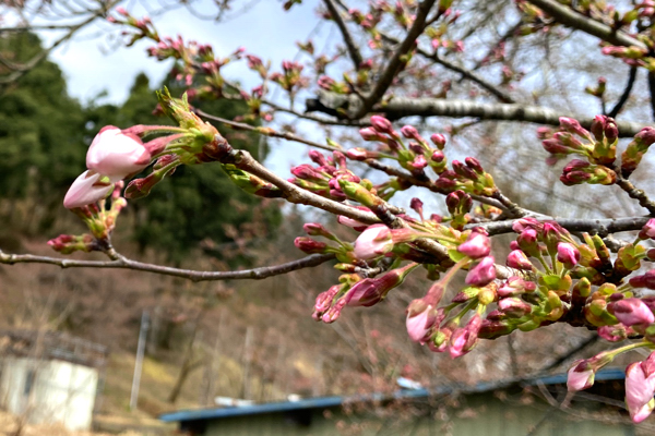 船岡公園の桜のつぼみの画像