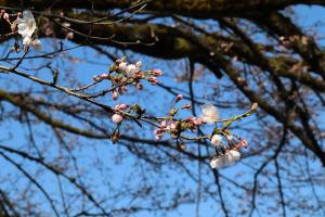 桜が開花し始めた様子