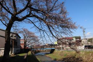茶郷橋の桜並木の様子